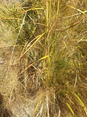 Carex coriacea