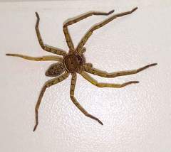 Heteropoda venatoria