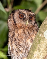 Megascops atricapilla