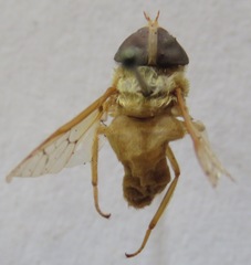 Chlorotabanus mexicanus