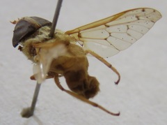 Chlorotabanus mexicanus