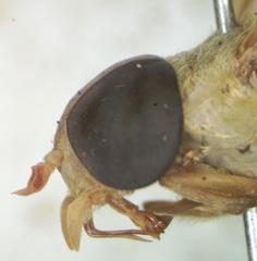 Chlorotabanus mexicanus