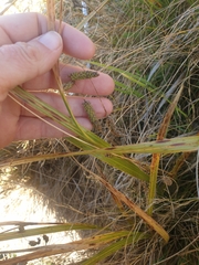 Carex coriacea