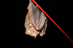 Pygoderma bilabiatum