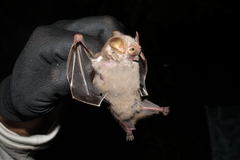 Pygoderma bilabiatum