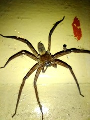 Heteropoda venatoria