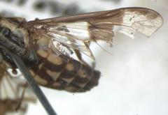 Chrysops scalaratus