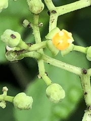 Causonis japonica