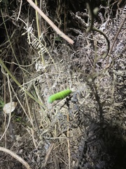 Sataspes