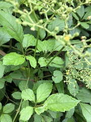 Causonis japonica