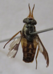 Chrysops scalaratus