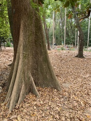 Terminalia calamansanai