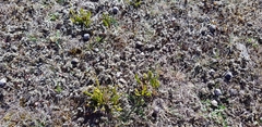 Carmichaelia corrugata