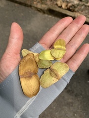 Terminalia calamansanai