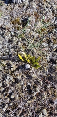 Carmichaelia corrugata