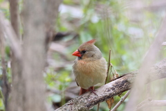 Cardinalis cardinalis
