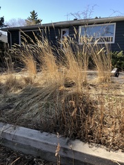 Calamagrostis × acutiflora