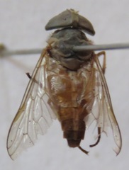 Tabanus occidentalis dorsovittatus