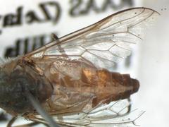 Tabanus occidentalis dorsovittatus