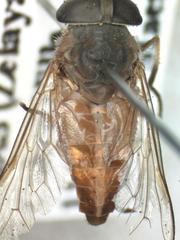 Tabanus occidentalis dorsovittatus