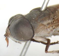 Tabanus occidentalis dorsovittatus