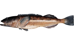 Lingcod