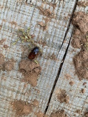 Parcoblatta americana