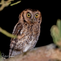 Megascops sanctaecatarinae