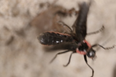 Atalantycha neglecta