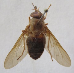 Esenbeckia