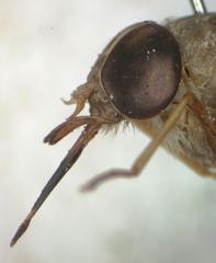 Esenbeckia