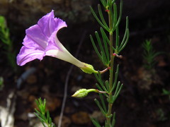 Ipomoea capillacea