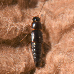 Tachinus corticinus