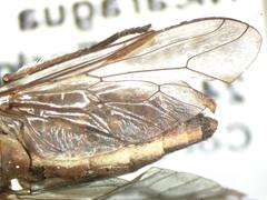 Tabanus colombensis