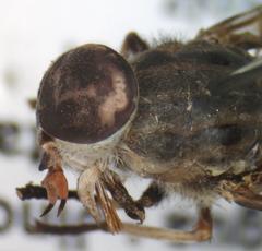 Tabanus colombensis