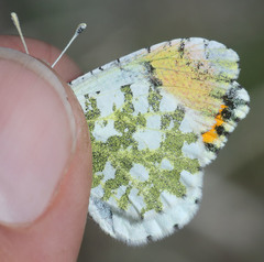 Anthocharis cethura morrisoni