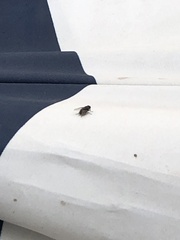 Diptera