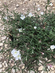 Oenothera kunthiana