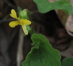 Viola eriocarpa