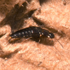 Tachinus corticinus
