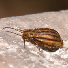 Ophraella conferta