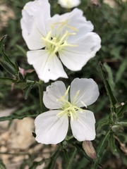 Oenothera kunthiana