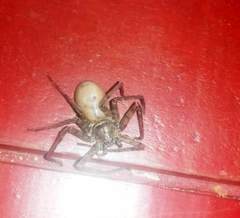 Heteropoda venatoria