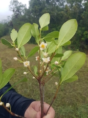 Magnoliopsida