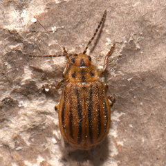 Ophraella conferta