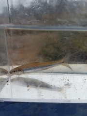 Notropis petersoni