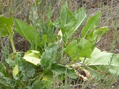 Beta vulgaris cicla