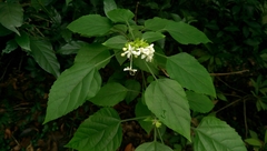 Clerodendrum canescens