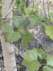 Brachychiton obtusilobus