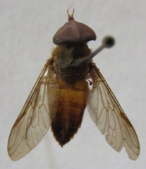 Tabanus colombensis